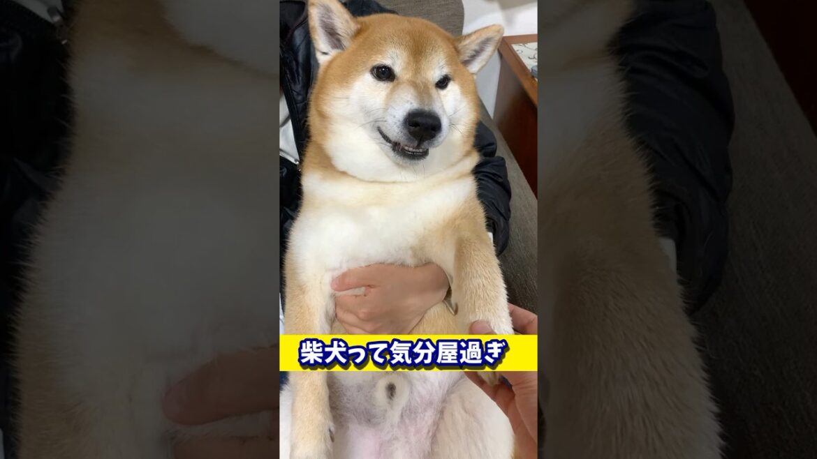 柴犬は気分屋過ぎて無理です #shibadog #柴犬 #sibainu  #犬のいる生活 #shorts 柴犬は気分屋過ぎて無理です #shibadog #柴犬 #sibainu  #犬のいる生活 #shorts