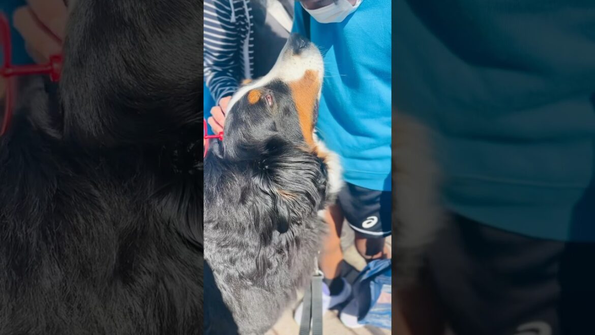 言葉はいらない⁉️優しさ伝わるバーニーズの国際交流🐾