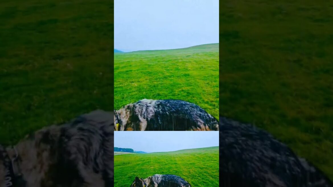 Ultimate Dog Showdown: German Shepherd vs Staffie