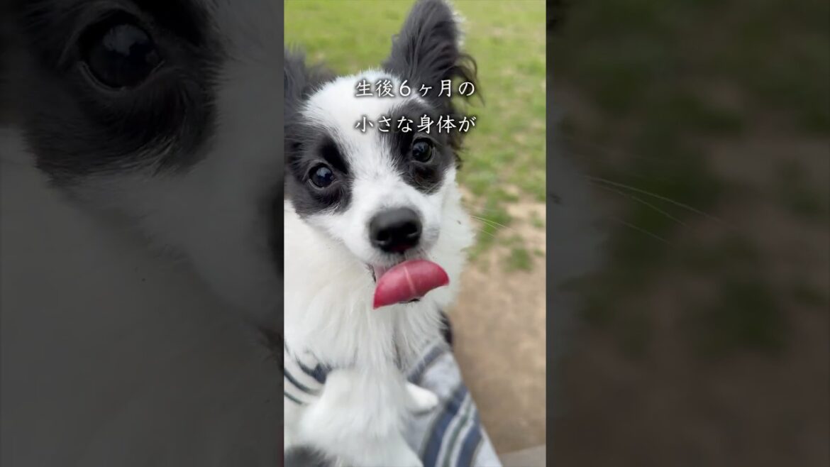 子犬の呼び戻し　 #パピヨン #papillon #可愛い#子犬お迎え