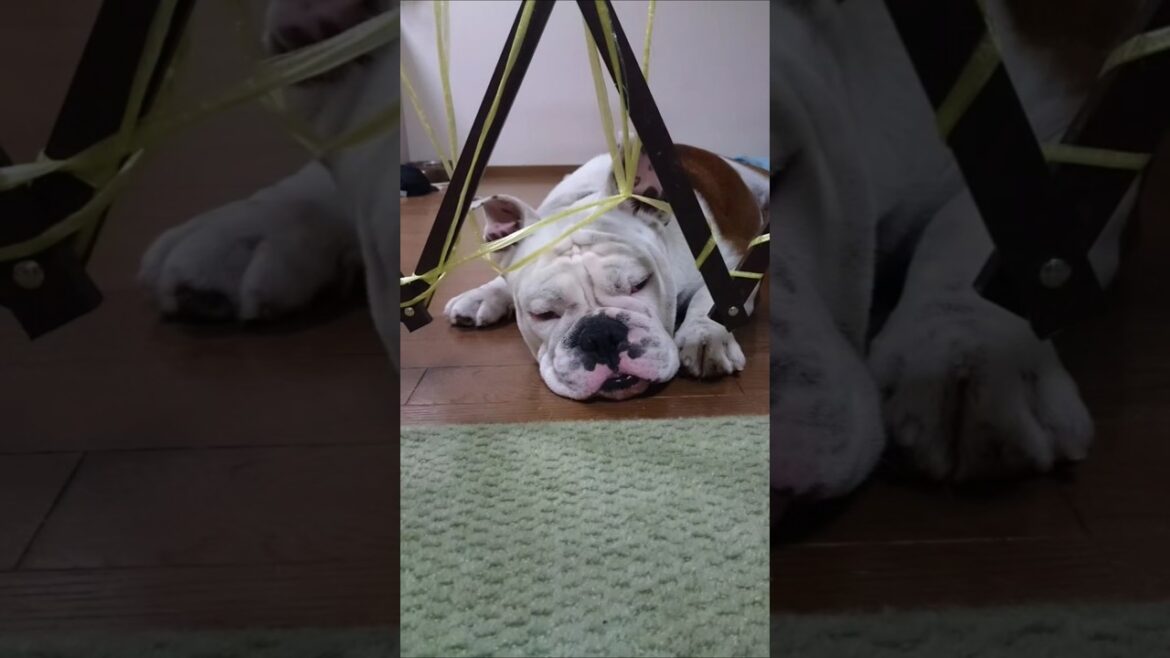 里子続きだった愛犬を女手ひとつで引き取った当初は#short#犬#ブルドッグ