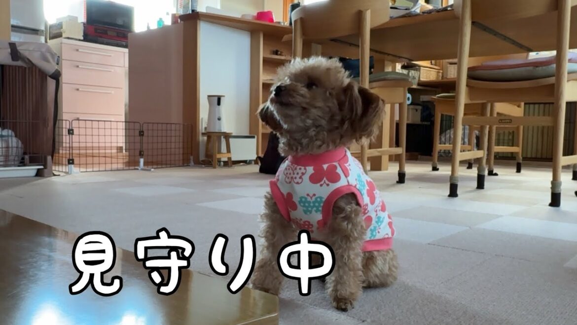監督気分？こたつの片付けを見守るトイプードルが可愛すぎました
