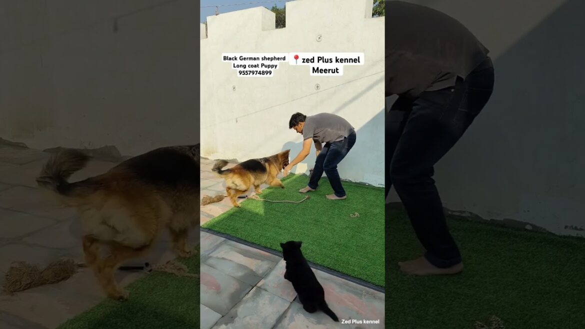 "Meet Your Next Family Member – Black German Shepherd Puppy!"#FamilyPet #BlackGSD #ZedPlusKennel