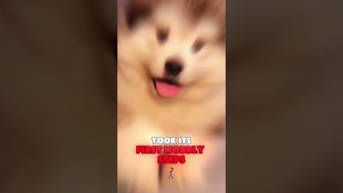 マラミュートの子犬が初めて歩き出す
