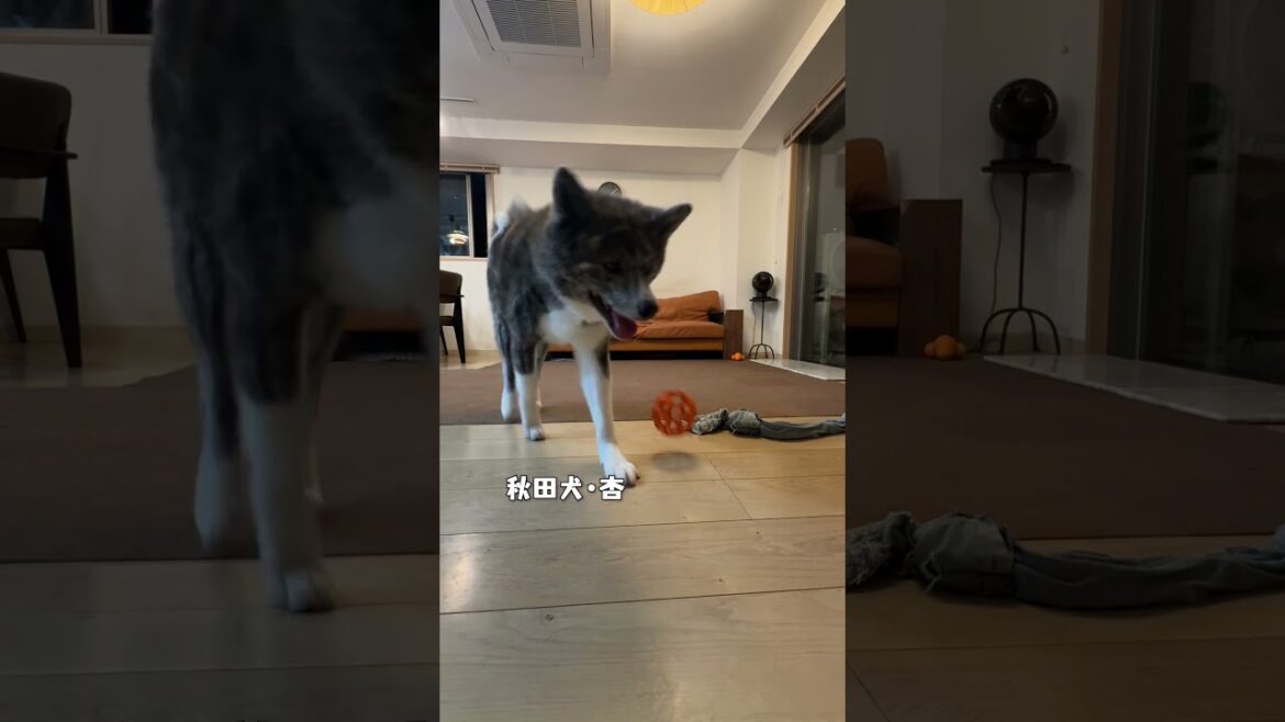 雨の日でもボールさえあれば運動不足回避【チャウチャウ・秋田犬・ラブラドールレトリバー】【多頭飼い】【大型犬】＃Shorts