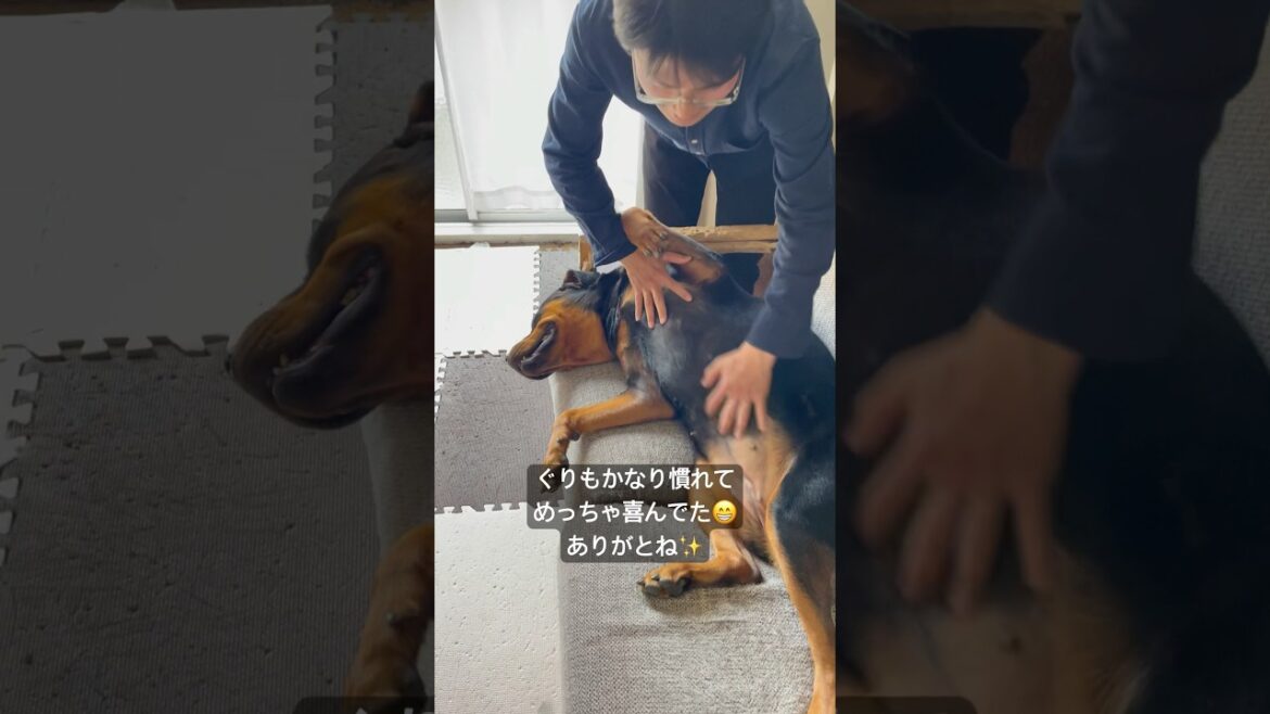 好きな人にはデレデレになっちゃうロットワイラー