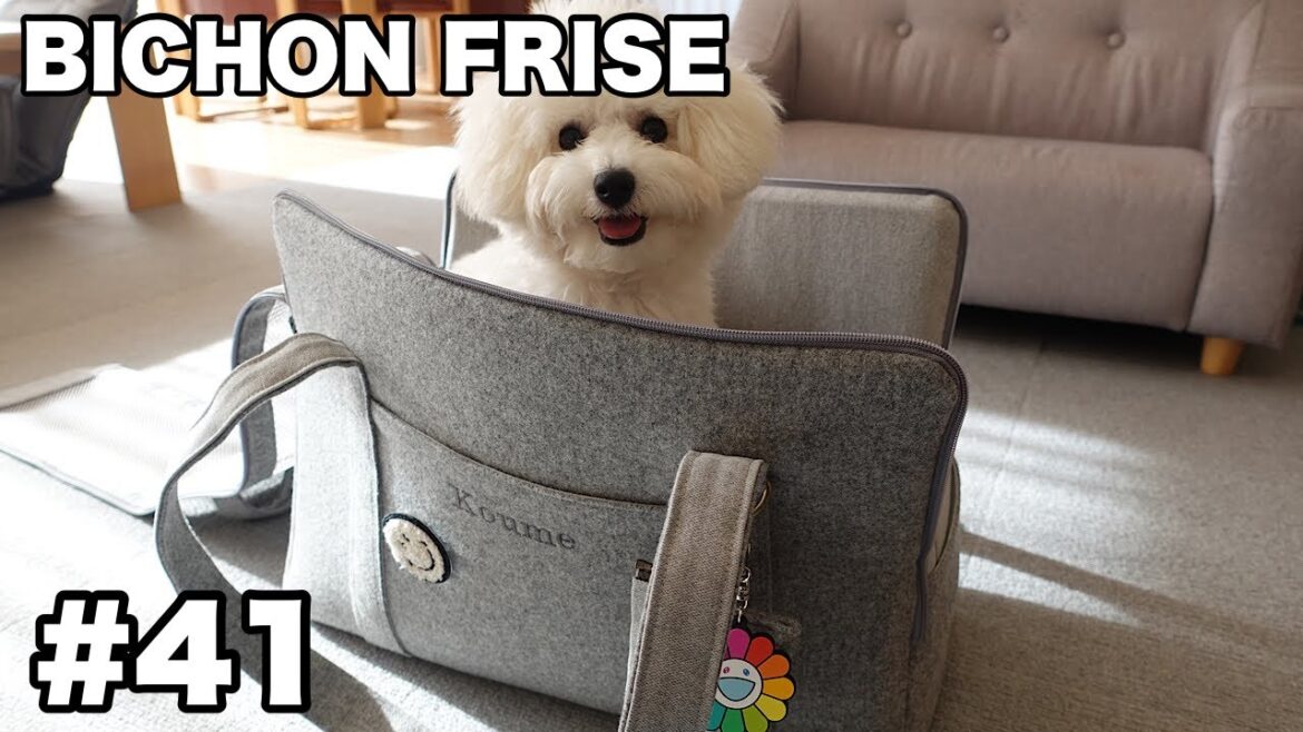 【Bichon Frise】NEWキャリー / ビションフリーゼ #41