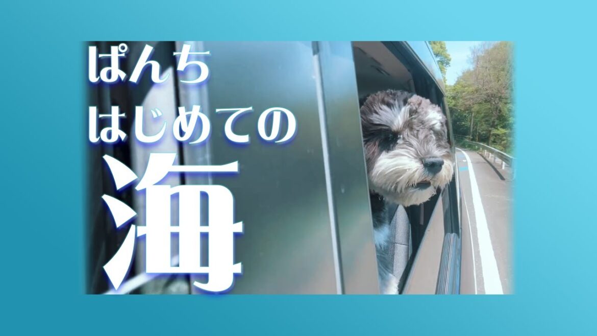 ぱんちはじめての海!!【ミニチュアシュナウザー】