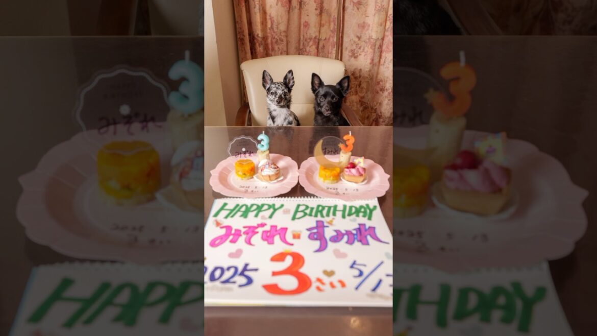 Happy 3rd birthday !!  #すみぞ #スキッパーキ #チワワ #ミックス犬