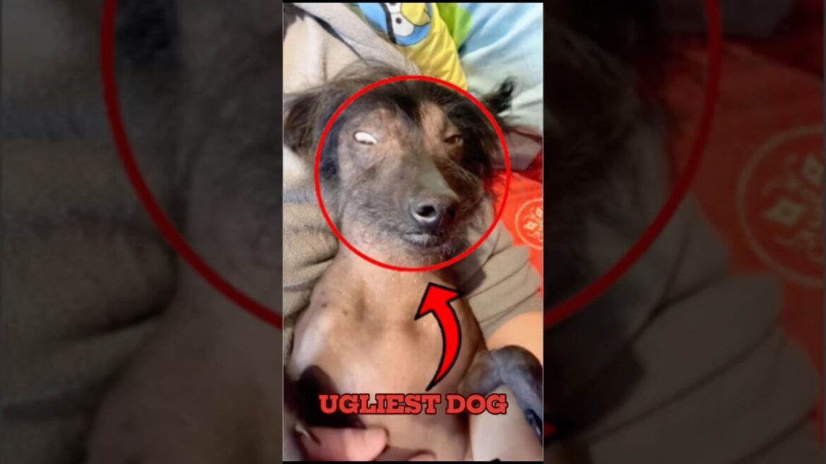 Worlds ugliest dog 🐶 #shorts #dog #pets Worlds ugliest dog 🐶 #shorts #dog #pets