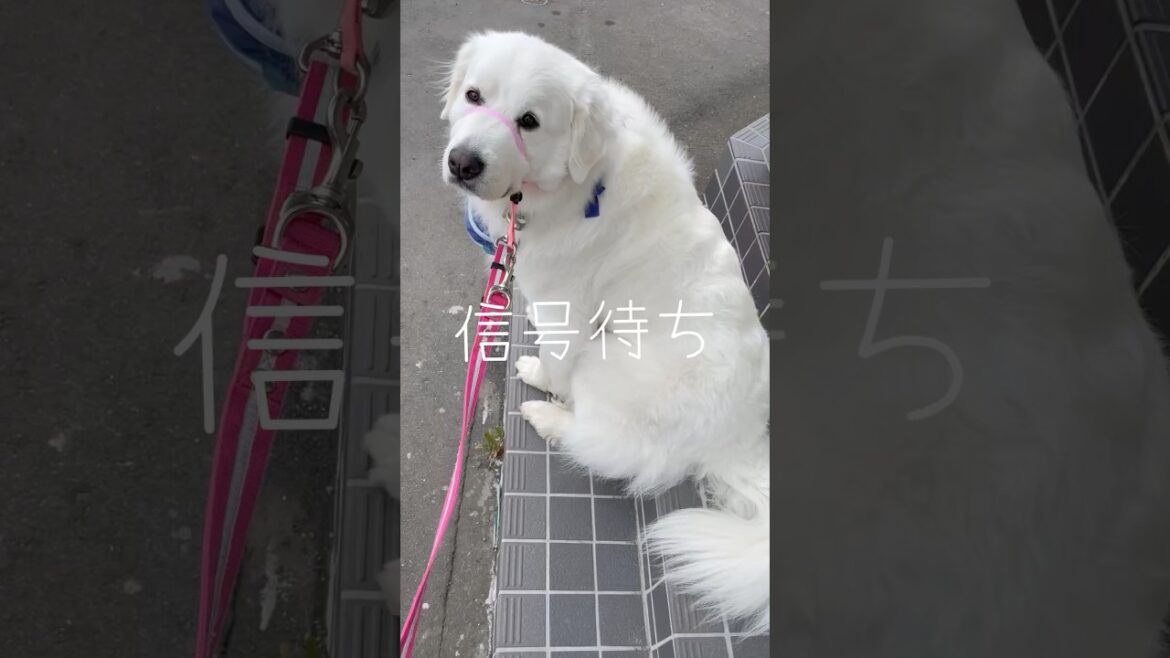 しれーッと座るけど…そこ、よそんち‼️  #グレートピレニーズ#GreatPyrenees#超大型犬