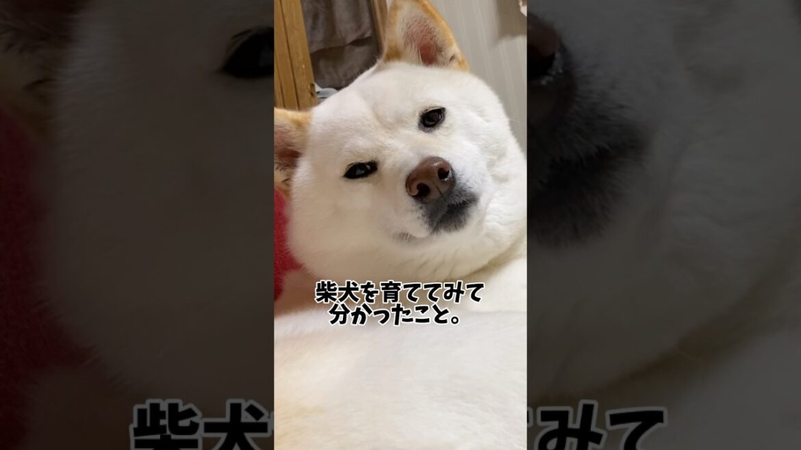 柴犬ってこんな感じです🥰　#shorts #柴犬 #犬 #dog