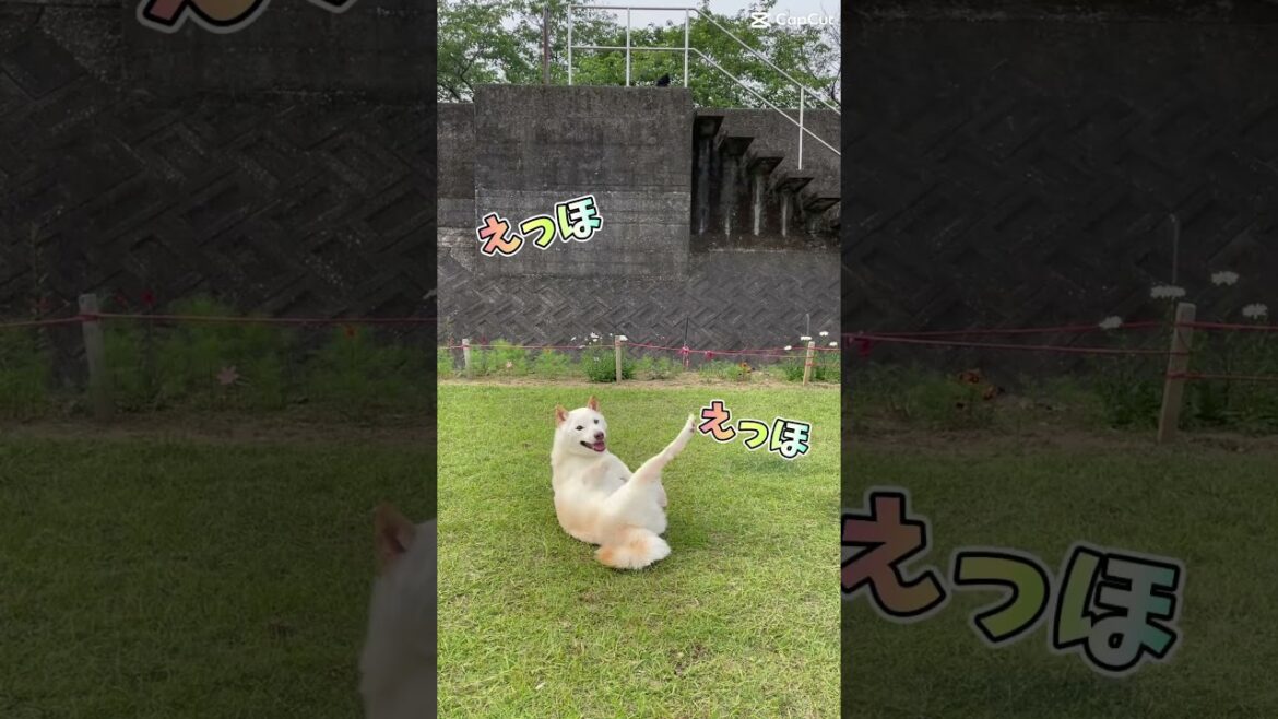 賢殿が歌うアンパンマンの歌#shorts #賢殿 #柴犬