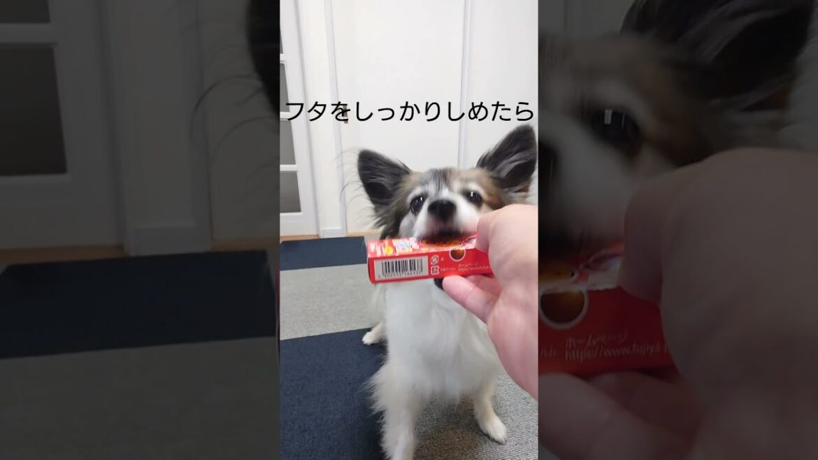 お菓子の空箱に飛びつく犬 #犬のおやつ #犬のいる生活 #パピヨン