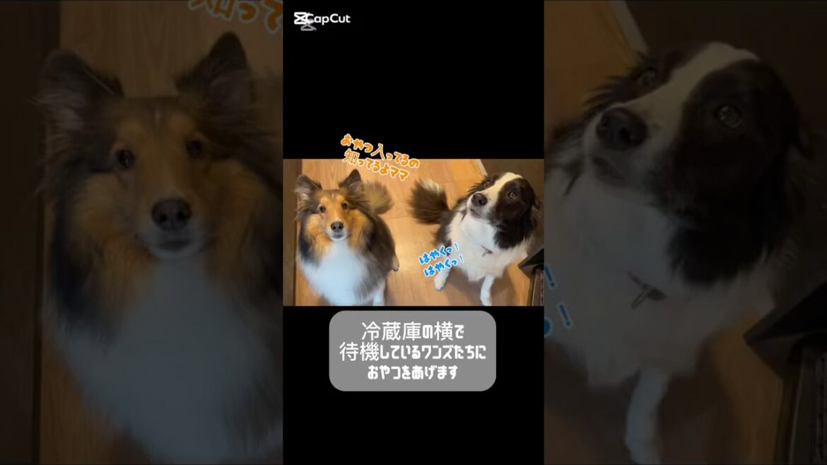 【ボーダーコリーとシェルティ】忙しい朝の冷蔵庫前 #犬 #癒し #shorts  #シェルティ #可愛い #sheltie #bordercollie #ボーダーコリー #シェットランドシープドッグ