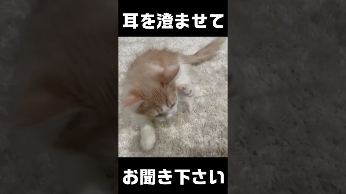 自分の物と主張する猫が可愛い！ #子猫 #ラガマフィン