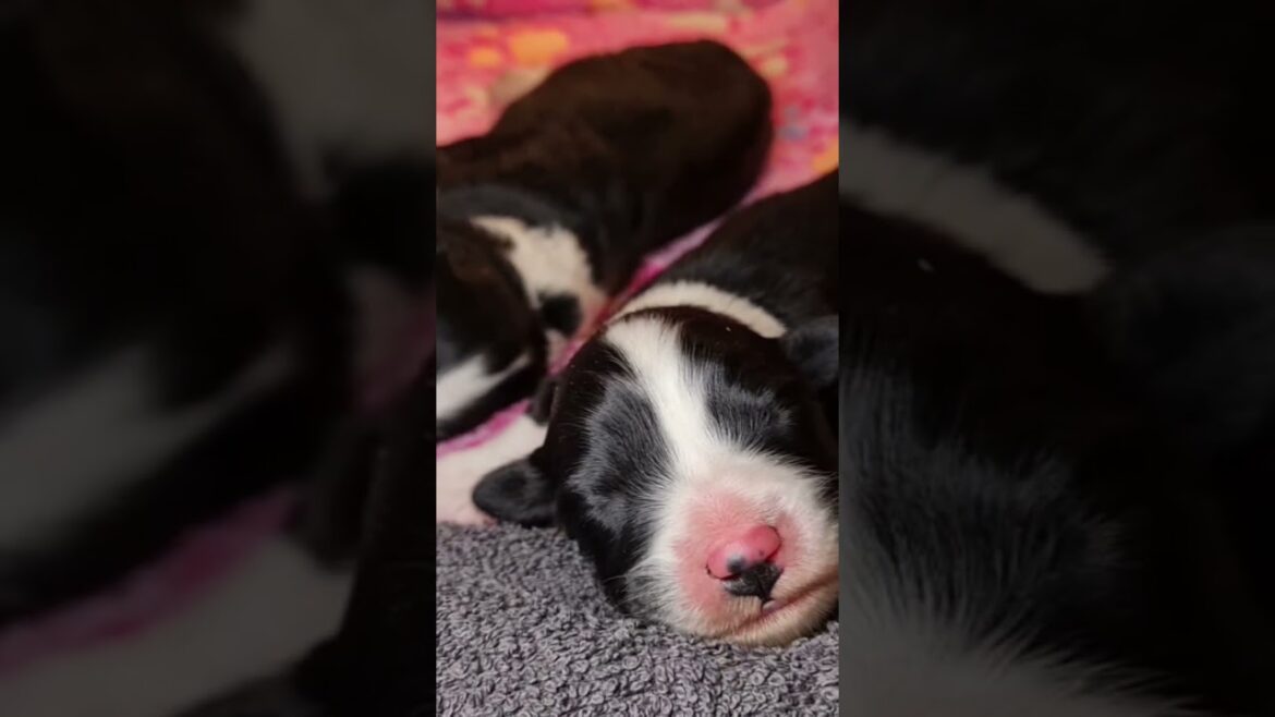 Fliss & Jay's puppies arrived! #cute #puppy #beardedcollie #dog #love