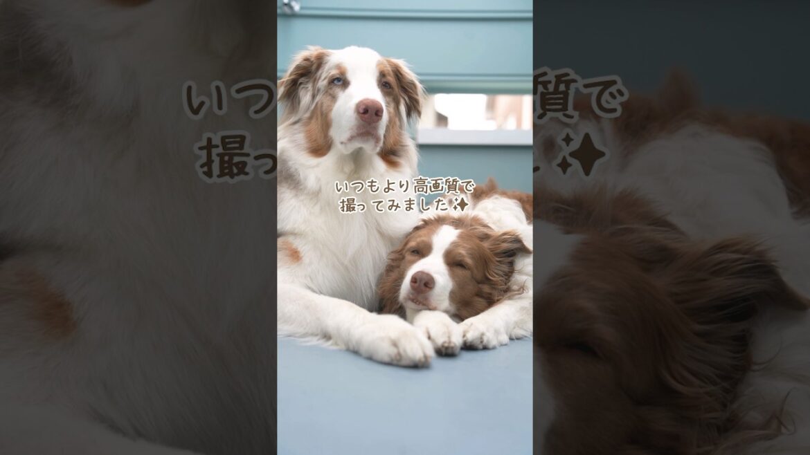 仲良く寄り添ってる姉弟犬を高画質で撮ったら尊かった🥺【ボーダーコリー・オーストラリアンシェパード】#shorts