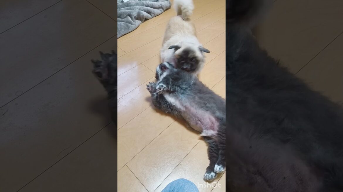 殴るペキニーズ