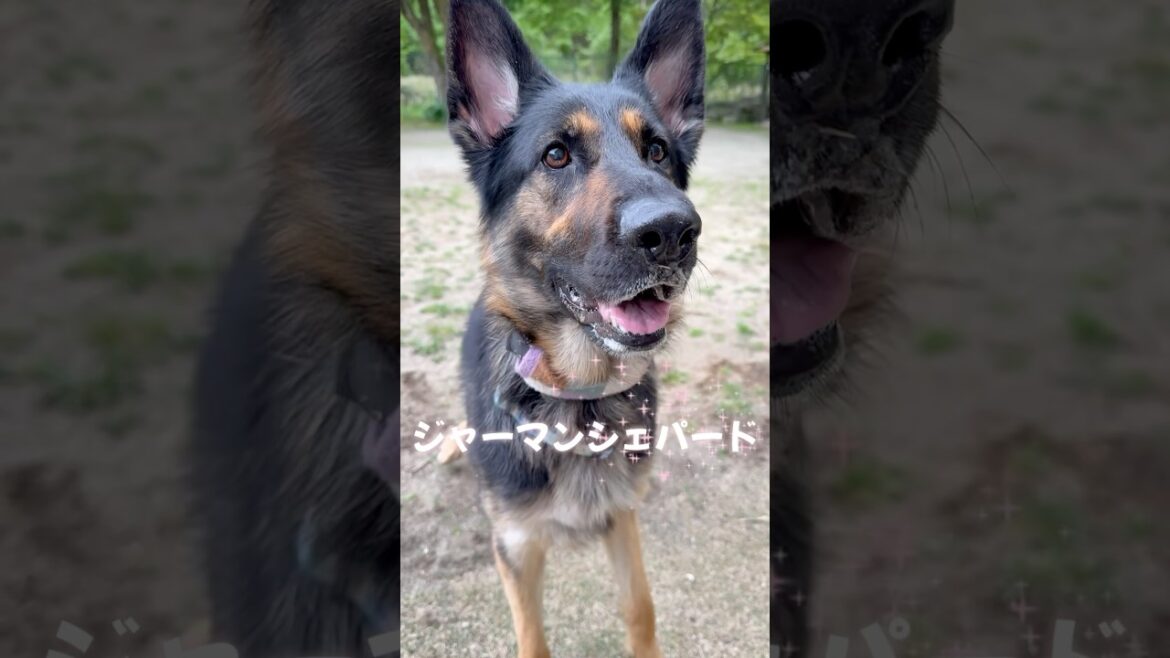 かわいい顔してかっこいいJUMP♥️【ジャーマンシェパード】 #germanshepherd #大型犬のいる生活 #ジャーマンシェパード