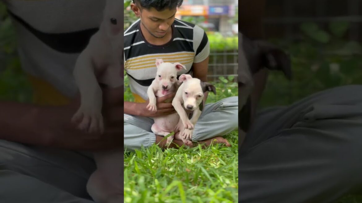 American Staffordshire pupys #love #love #amstaff #pets #puppy