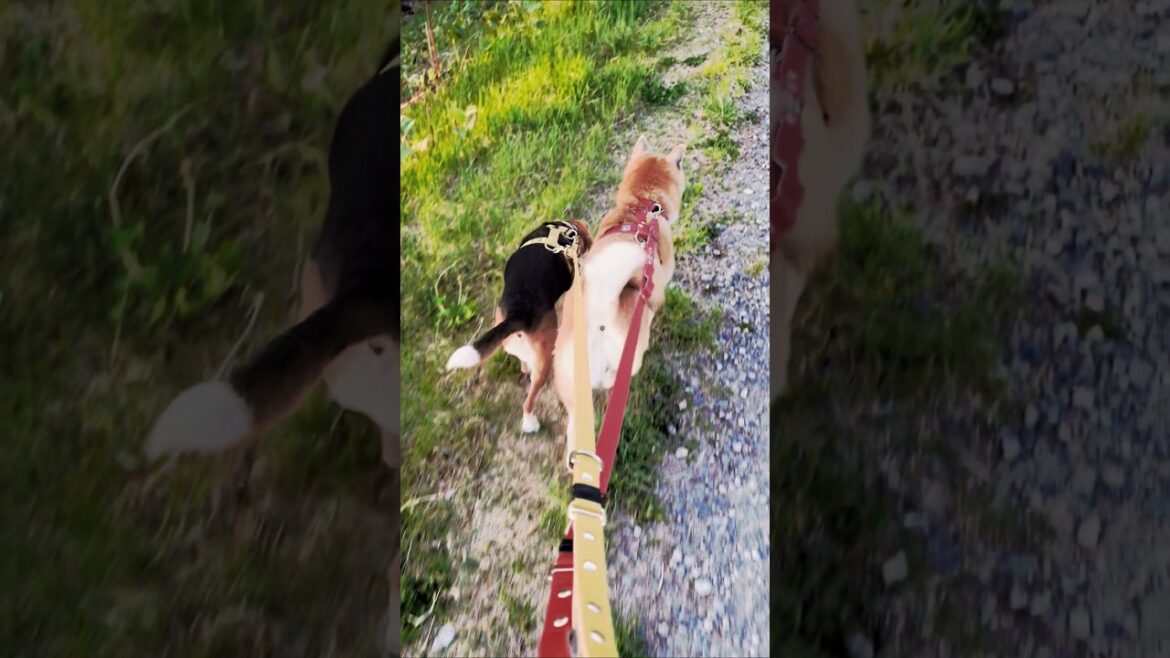 仲良し桜散歩♪#柴犬 #ビーグル #多頭飼い