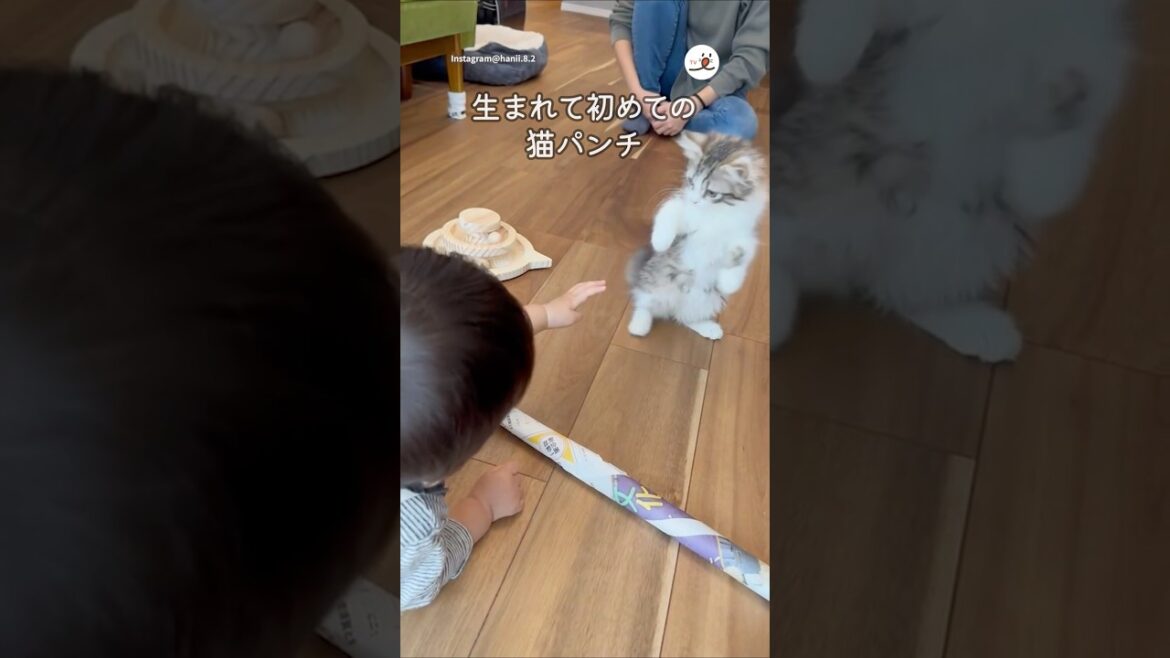 猫パンチデビューした日｜PECO