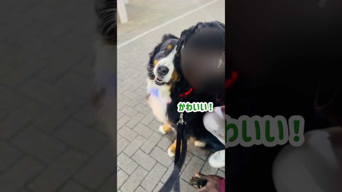 ๐ฌ๐ญใฌใผใใฎใๅ
ใใใซใใใใใใฆใใใๅใถใใผใใผใบ๐พ ๐ฌ๐ญใฌใผใใฎใๅ
ใใใซใใใใใใฆใใใๅใถใใผใใผใบ๐พ