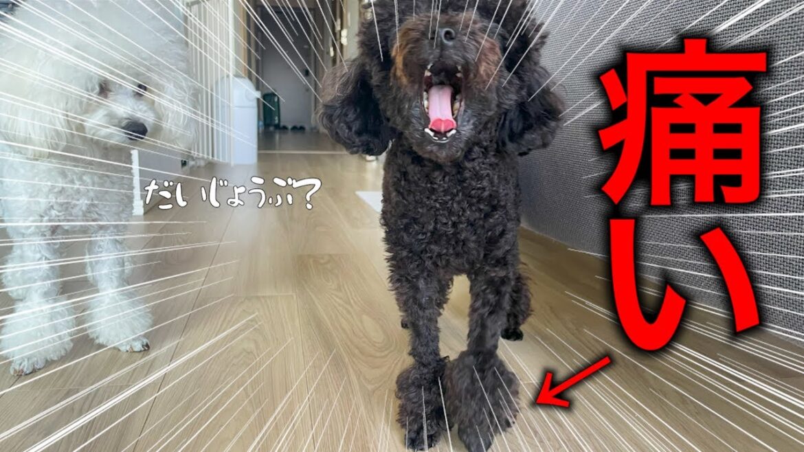 歩けなくなったトイプードルを病院に連れて行ったら、、、 歩けなくなったトイプードルを病院に連れて行ったら、、、