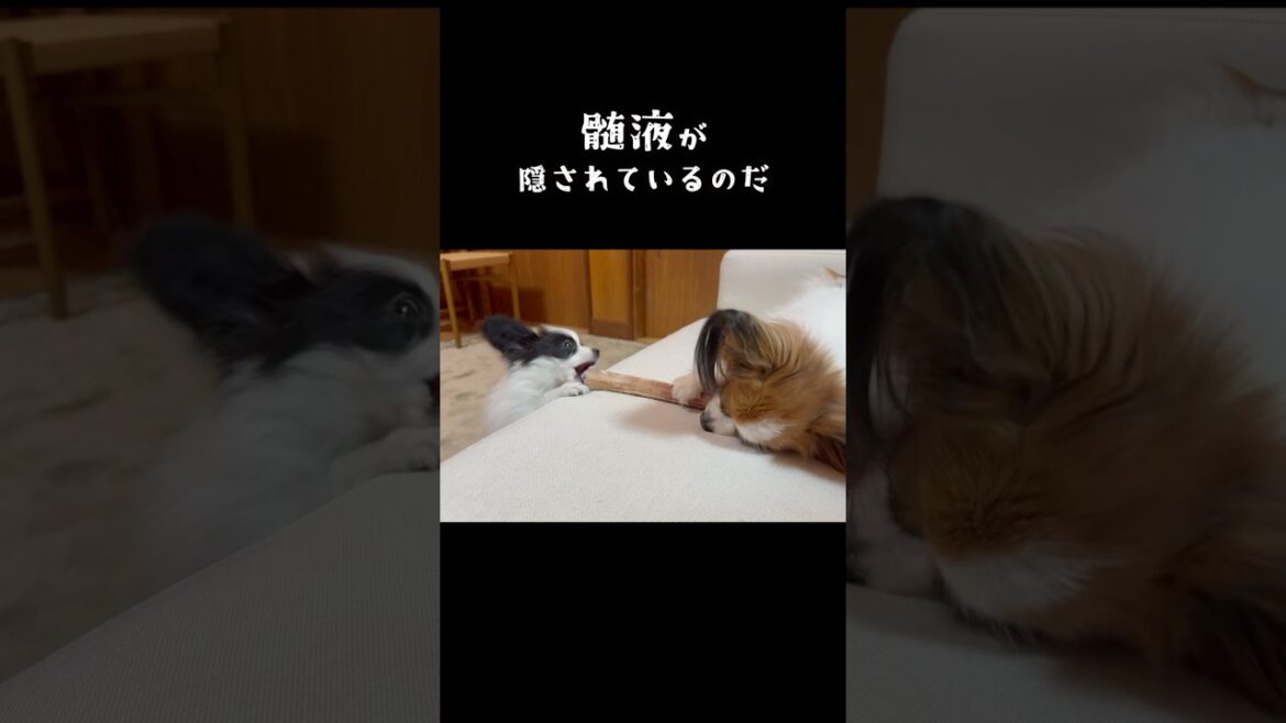 君にはまだ早い　 #パピヨン #papillon #可愛い#子犬お迎え