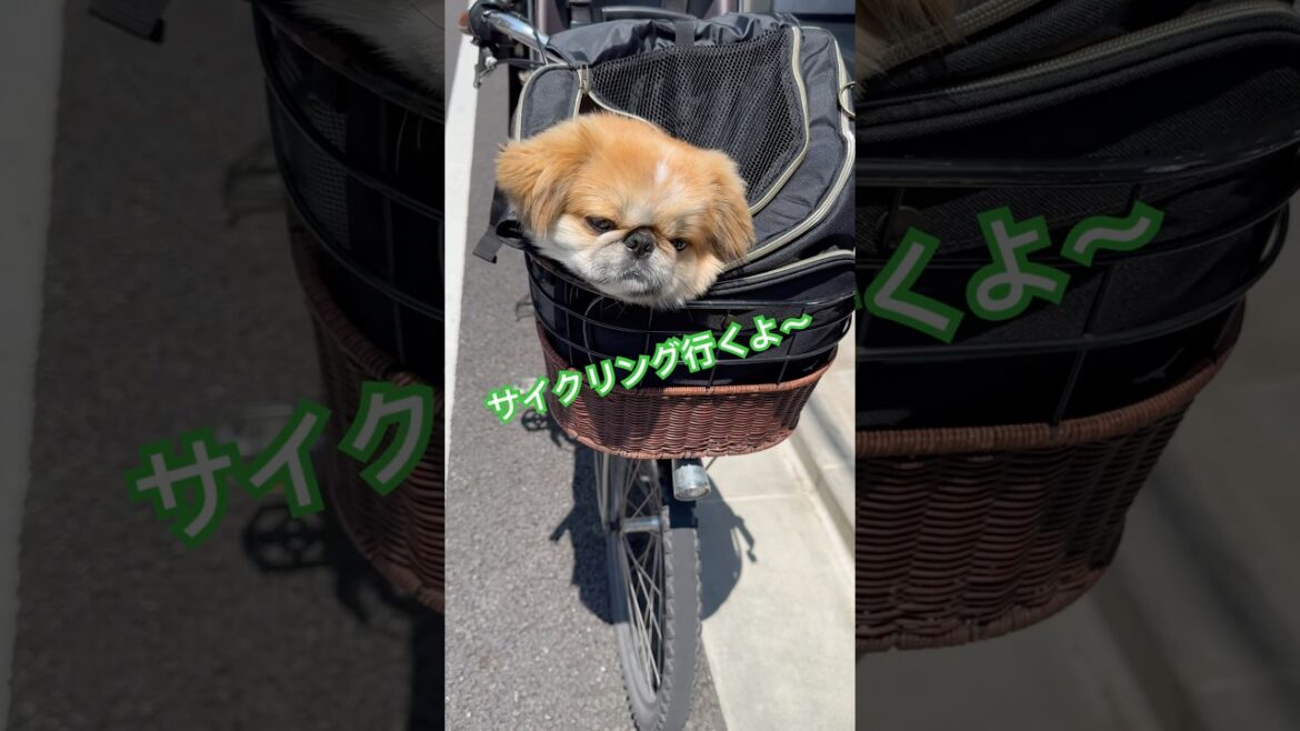 サイクリング犬 #癒し #サイクリング #ママチャリ #いぬのきもち #ペキニーズ #ぺきにーず #電動自転車 #わんこのいる生活
