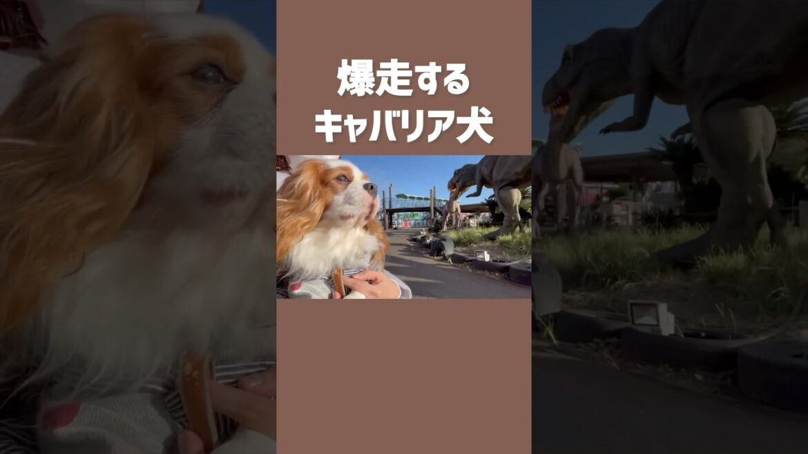 キャバリア犬が初めてのゴーカートで爆走しました #shorts