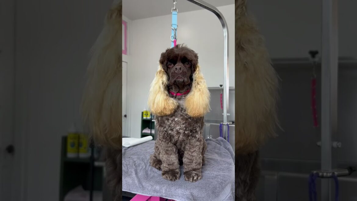 Henrys Summer Doo 🌈