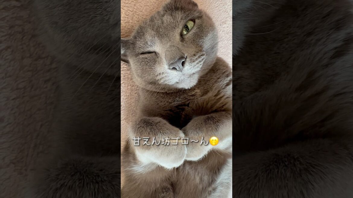 【ロシアンブルー】今朝もめろんは転がってます🤭【猫】#shorts