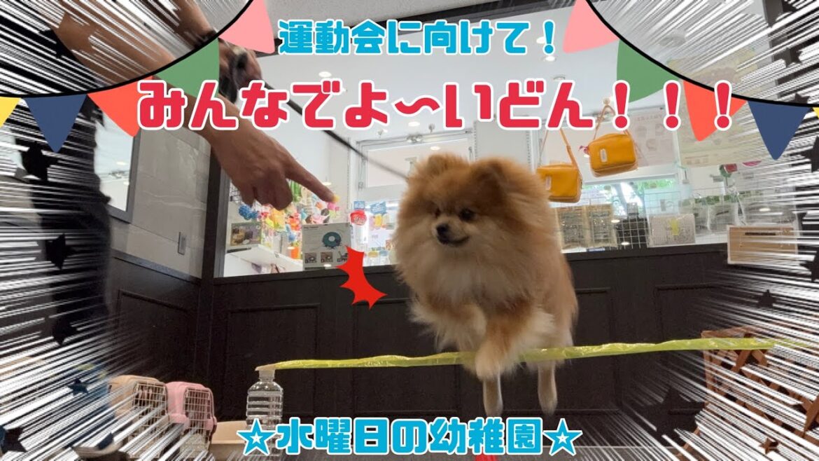 【犬の幼稚園】みんなでよ〜いどん！！(万代店)