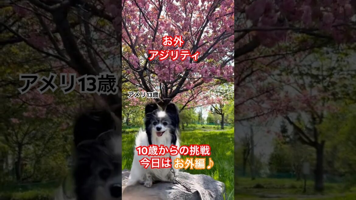【パピヨン】石の上ぴょん！草の上でころころ。お散歩アジリティ♪ #パピヨン　#シニア犬　#アジリティ