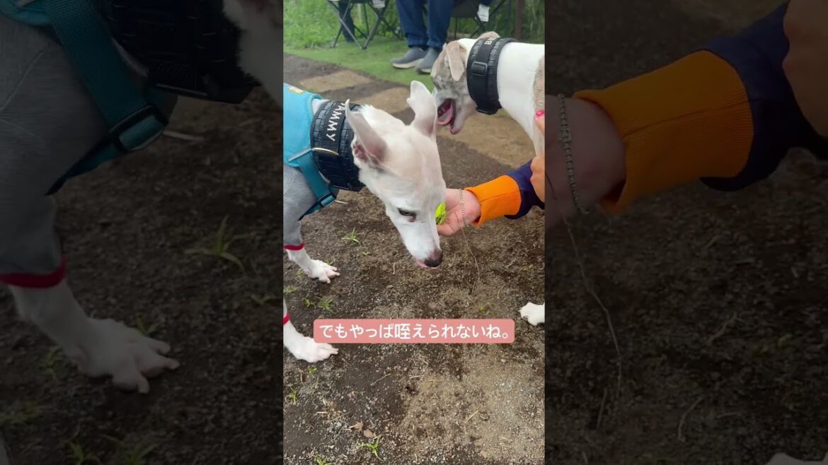17歳６ヶ月の老犬のドッグラン。久々にボールをいじってみた！！　#老犬　#ウィペット　#ハイシニア　#犬　#犬のいる生活  #ドッグラン　#相模原ドッグラン　@借金ドッグランのPちゃん