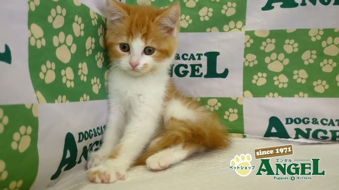 スコティッシュフォールド 2505092 【ペットショップエンゼル　子犬・子猫販売】