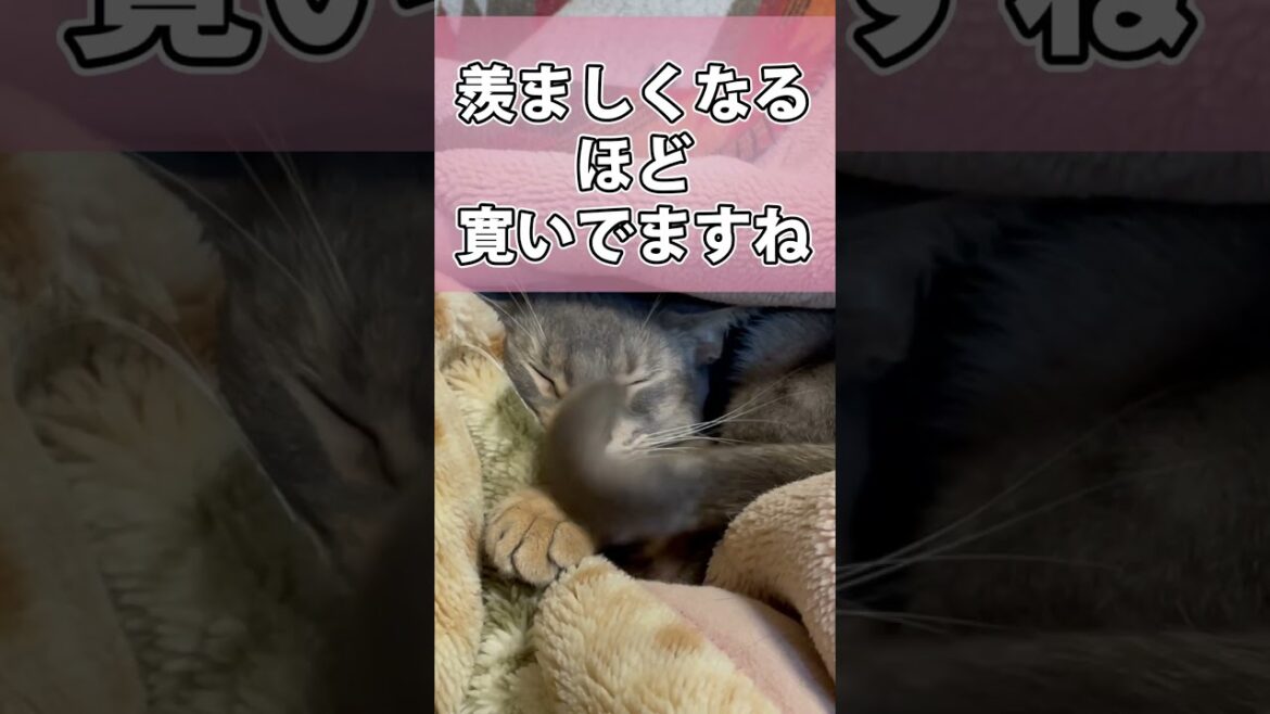 毛布が大好きなうちの猫さん #shorts #猫 #アビシニアン