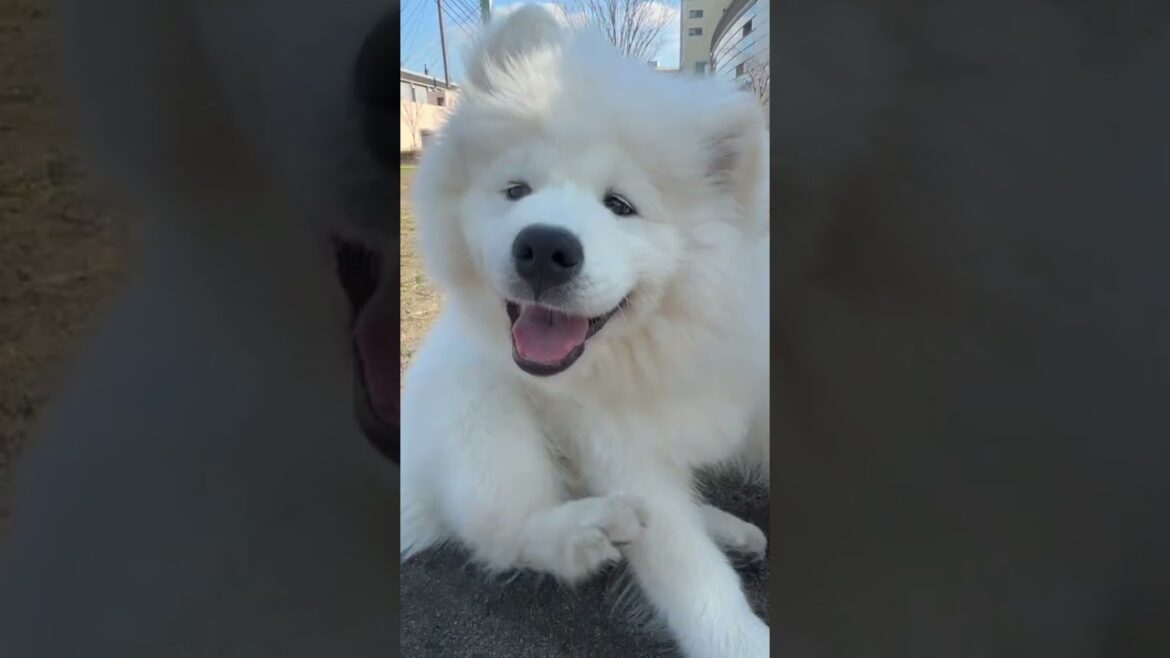 猿期真っ只中のサモエド　#サモエド #サモエド子犬 #puppy #samoyedpuppy #samoyed