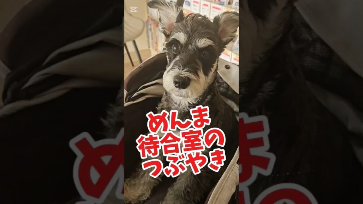 めんま待合室のつぶやき　#めんまのへや#シュナウザー#看板犬