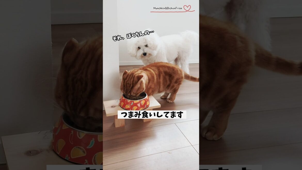 【マンチカン&ビションフリーゼ】生まれて初めて同居犬のご飯をつまみ食いしてしまった短足猫 【犬と猫、両方飼ってると毎日かわいい♥】