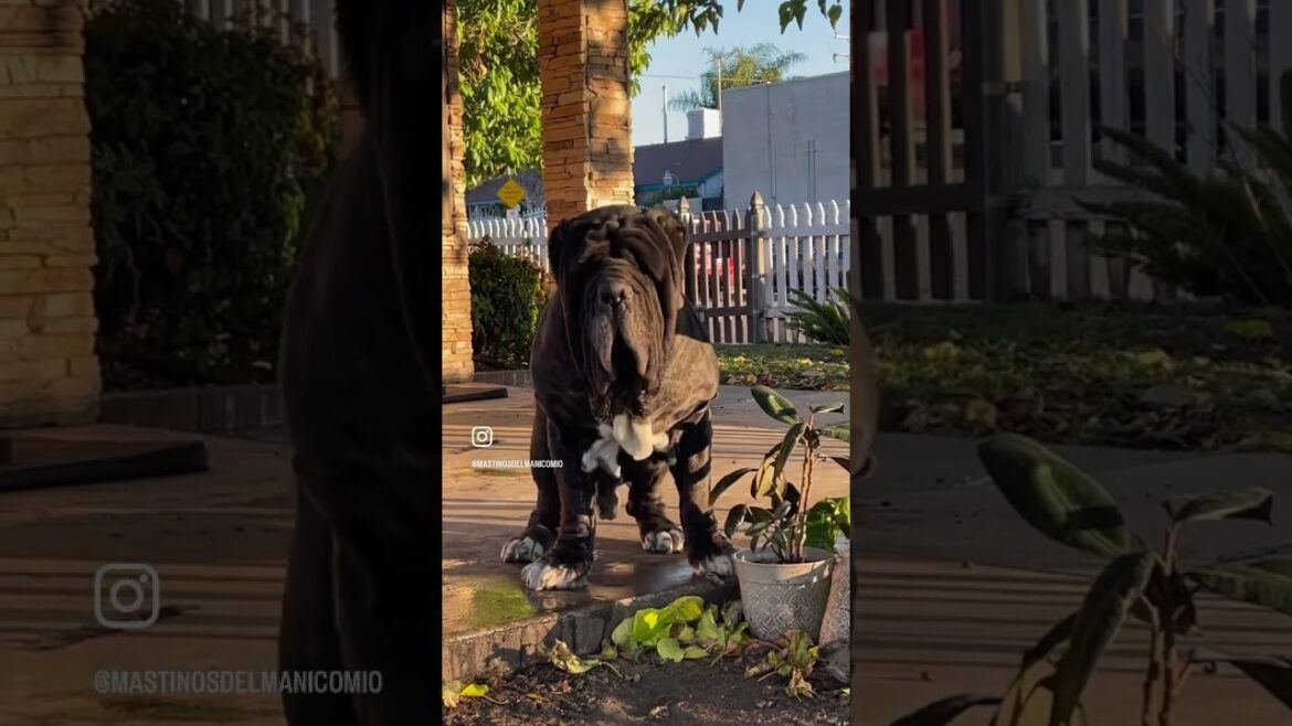 Big Neapolitan Mastiff (Apex)
