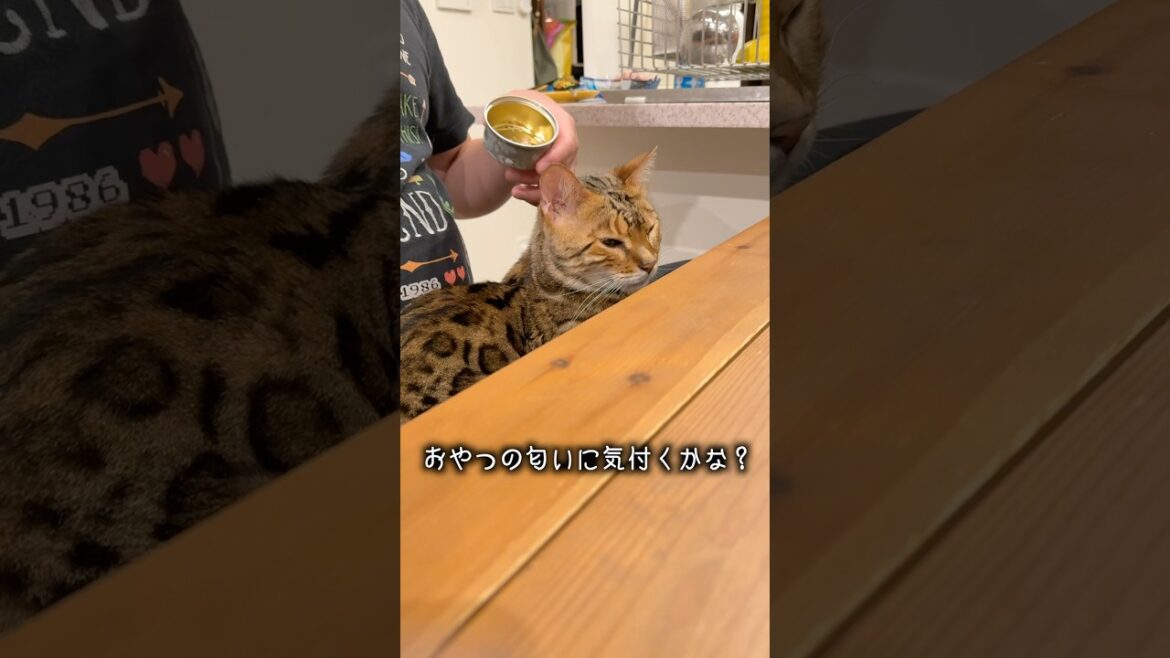 こっそり後ろからおやつの匂いをさせるといつ気付く？  #ルトロゼ #ベンガル #cat