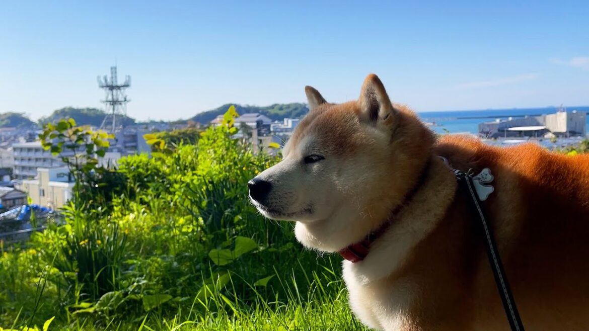 見晴らしのいい場所に出るたびに、ふんふんタイムをもうける柴犬