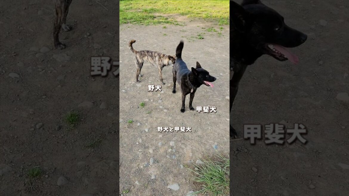 【野犬と甲斐犬】よく甲斐犬と間違われる野犬の子カノアの飼い主の会話【保護犬】【雑種犬】