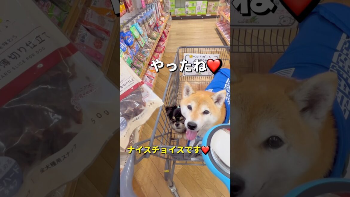 お買い物🐶🐶🎵#柴犬 #チワワ #shorts