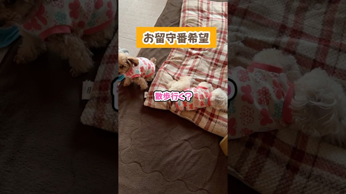 お散歩よりお留守番を希望するトイプードル #shorts #トイプードル #可愛い犬