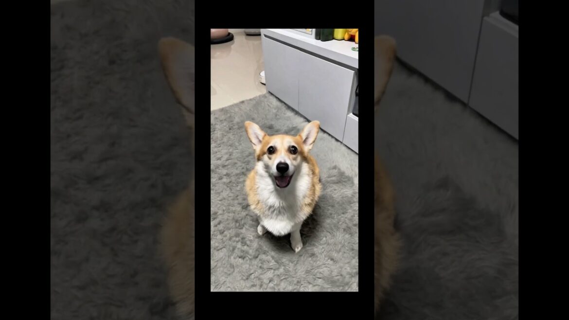 “Tell me why เสียงแบบนี่พอจะเดบิ้วได่มั๊ยคะ”#music #corgi #ai #song #shortsfeed #pets #shorts