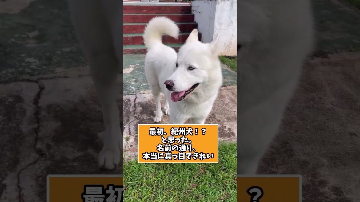 いろんなシェパードさんの動画見て笑ったら寝ろwww　#シェパード #紹介 #大型犬のいる生活